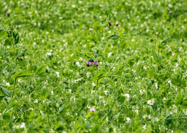 Bezelye tarlalı manzara, tarım konsepti, yem için bitkiler, doğada yaz zamanı.