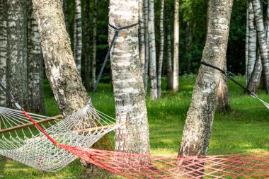 huş ağacında renkli hamakları olan manzara, doğada yaz tatili, yaz zamanı