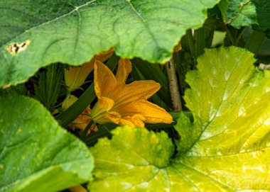 kabak çiçeği yakın plan, makro fotoğraf, renkli arka plan, doğada yaz.