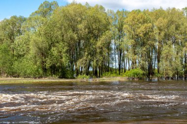 Nehir hızlı bir nehirle çevrili, nehir kıyılarından taşmış, baharın ilk yeşili, Letonya 'nın Lubana Gölü yakınlarındaki Aiviekste nehri.