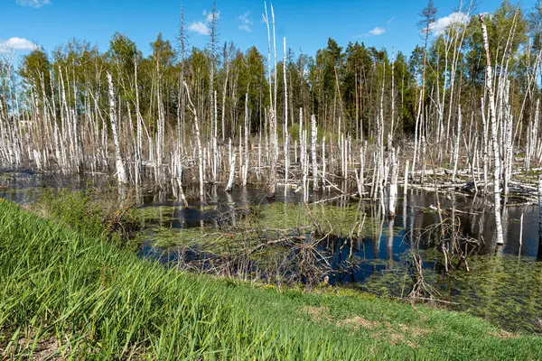 Stock image landscape with white birch trunks, flooded forest, wet birch grove, dead trees, spring