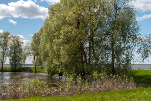 stock image landscape with a fast river, the river has overflowed its banks, the first green of spring, Aiviekste river near Lake Lubana, Latvia