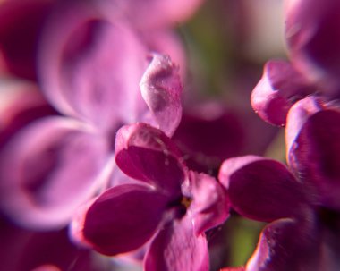 Bahar çiçekleri, baharın müjdecileri ilkbaharda açan ilk çiçekler, yakın plan çiçekler.