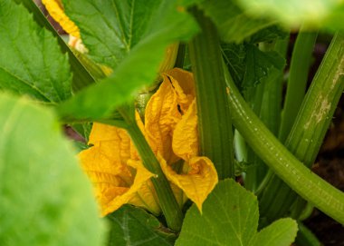 kabak çiçeği yakın plan, makro fotoğraf, renkli arka plan, doğada yaz.