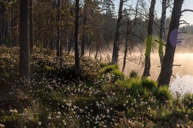 Cotton grass is a genus of sedges, they are common in northern hemisphere temperate swamps and tundra, wet forests, Eriophorum vaginatum, fog background clipart