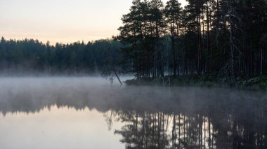 Gündoğumu, bataklık gölü yakınlarındaki gün batımı manzarası, sabah sisi, suda yansımalar, geleneksel bataklık gölü bitkisi, Letonya