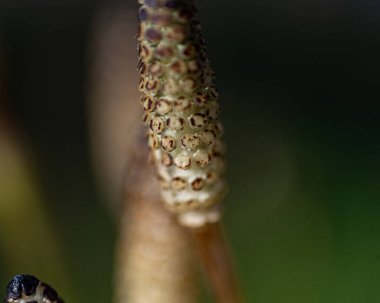 makro fotoğraf, çiçek kırıntısı yakın plan, ilkbahar çiçek şirketi, ilkbahar
