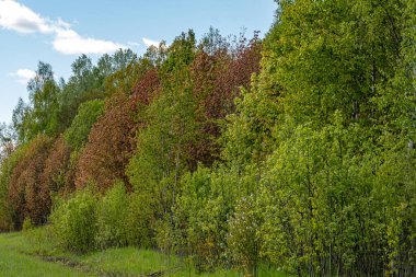 Bahar ayazında donmuş ağaçlar renkli gölgeler, soğuk bahar, güzel ve alışılmadık renkler, bahar