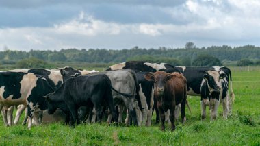 Benekli ineklerle dolu bir manzara, çayırda beslenen siyah beyaz inek sürüsü,