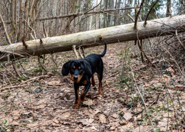 Ormanda bir köpekle bahar yürüyüşü, çıplak ağaçlar, yeşilliksiz doğa, toprak kuru ağaç yapraklarıyla kaplı, ilkbaharın başlarında