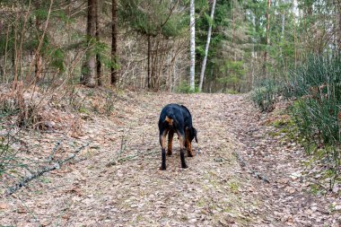 Ormanda bir köpekle bahar yürüyüşü, çıplak ağaçlar, yeşilliksiz doğa, toprak kuru ağaç yapraklarıyla kaplı, ilkbaharın başlarında