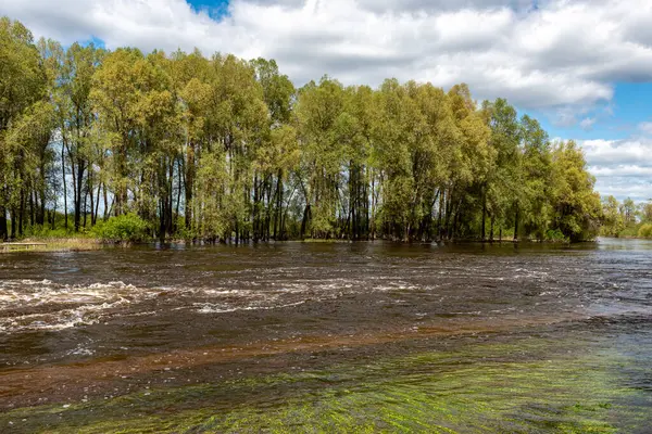 stock image landscape with a fast river, the river has overflowed its banks, the first green of spring, Aiviekste river near Lake Lubana, Latvia