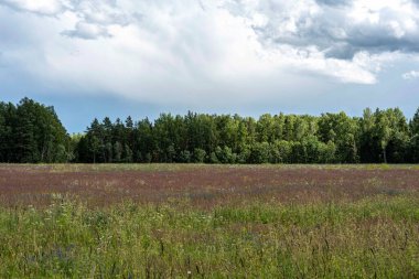 Güzel ve renkli çayırları, kır çiçekleri ve yazları olan harika yaz manzarası.