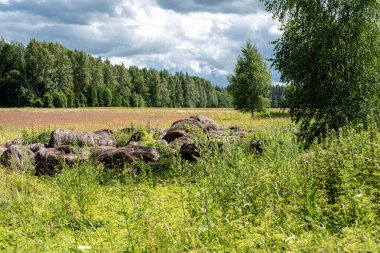 Güzel ve renkli çayırları, kır çiçekleri ve yazları olan harika yaz manzarası.