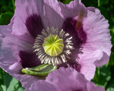 Bulanık doğal arka planda güzel gelincik, yakın plan, makro