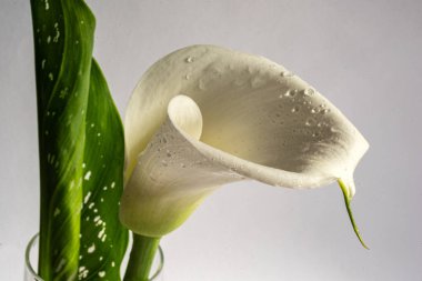 Gri arkaplanda beyaz kalla çiçeği, yakın plan görünümü, makro