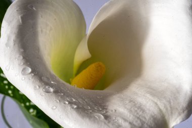 Gri arkaplanda beyaz kalla çiçeği, yakın plan görünümü, makro