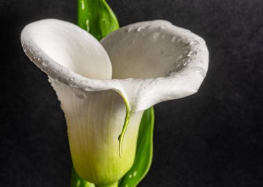 Koyu arkaplanda beyaz kalla çiçeği, yakın plan görünümü, makro