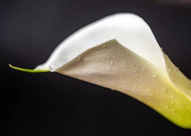 Koyu arkaplanda beyaz kalla çiçeği, yakın plan görünümü, makro