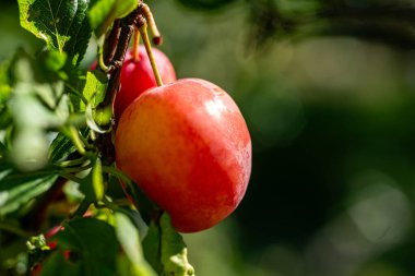 Lezzetli, sulu eriklerin yakın plan görüntüsü, meyve toplama zamanı, sulu böğürtlen, vejetaryen diyeti, yaz
