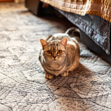 Benekli evcil kedi odada, evcil hayvan dostu, evcil hayvan, kedi