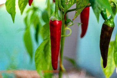 Bir serada kırmızı biber manzarası, vejetaryen diyeti, sağlıklı ev yemeği, yaz mevsimi