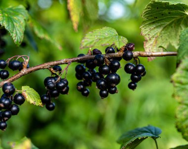 black currant berries, berry picking time, juicy berries, vegetarian diet, summer clipart