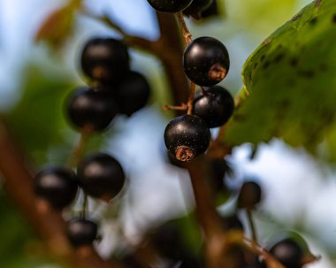 black currant berries, berry picking time, juicy berries, vegetarian diet, summer clipart