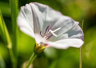 Güzel bir yaz çiçeğinin kapanışı, yazın ortası, açtığı zaman, yazın açtığı çiçekler