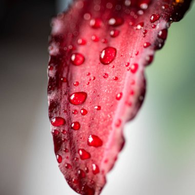 Koyu kırmızı zambak, güzel yaz çiçeği, makro fotoğraf.