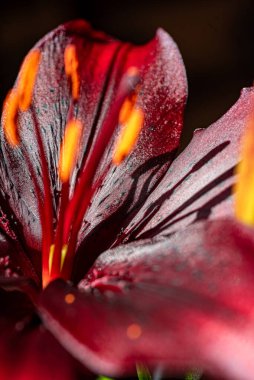 Koyu kırmızı zambak, güzel yaz çiçeği, makro fotoğraf.