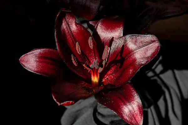 Koyu kırmızı zambak, makro.