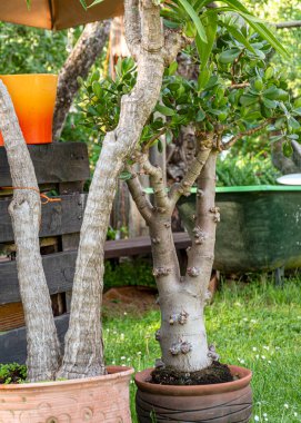 Yazın bahçeli manzara, dekoratif nesneler, bahçe ışıkları, yazın küçük bahçe, yazın doğa.