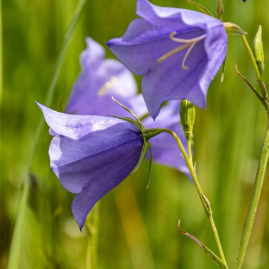 Yaz çiçeklerine yakın çekim, makro fotoğrafçılık, renkli arka plan, doğada yaz.