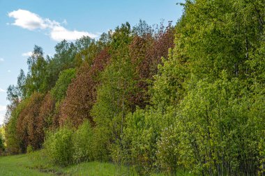 Bahar ayazında donmuş ağaçlar renkli gölgeler, soğuk bahar, güzel ve alışılmadık renkler, bahar