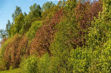 Bahar ayazında donmuş ağaçlar renkli gölgeler, soğuk bahar, güzel ve alışılmadık renkler, bahar
