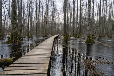 Coastal stand of forest flooded in spring, trail in flooded deciduous forest with wooden footbridge, Slokas lake walking trail, Latvia, spring clipart