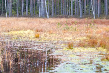 Bataklık bitkilerinin, çimenlerin, yosunların, liken, orman ve bataklık bitkilerinin, yağmurlu ve bulutlu bir sonbahar gününün yakın çekimi,