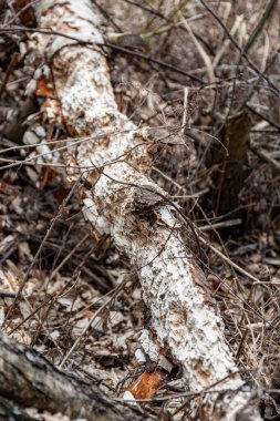 Soyut ağaç büyümesi, eski ağaç gövdesi, ahşap üzerinde doğa izleri, yay.
