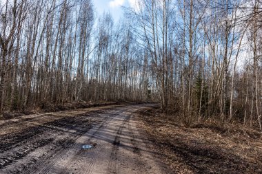 Bahar manzarası çamurlu bataklık, orman yolu, bahar, kirli ıslak yol dokusu, bahar