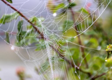 Örümcek ağlarına çiy damlaları, sisli manzara, yaz sabahı, sabah çiği, yaz