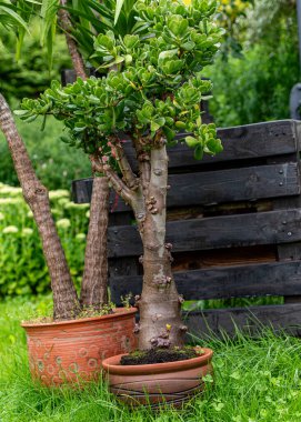 Bahçe dekorasyonu, bahçe dekorasyonu, ev dekorasyonu için çeşitli eşyalar, bahçıvanın konsepti, yaz mevsimi.