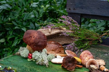 Yaban mantarlı sakin hayat, sonbahar kış yemekleri için mantar toplama zamanıdır, sonbahar hasat zamanıdır.