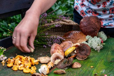 Yaban mantarlı sakin hayat, sonbahar kış yemekleri için mantar toplama zamanıdır, sonbahar hasat zamanıdır.