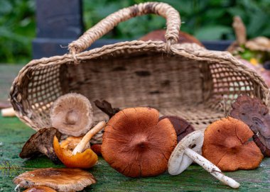 Yaban mantarlı sakin hayat, sonbahar kış yemekleri için mantar toplama zamanıdır, sonbahar hasat zamanıdır.