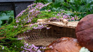 Yaban mantarlı sakin hayat, sonbahar kış yemekleri için mantar toplama zamanıdır, sonbahar hasat zamanıdır.