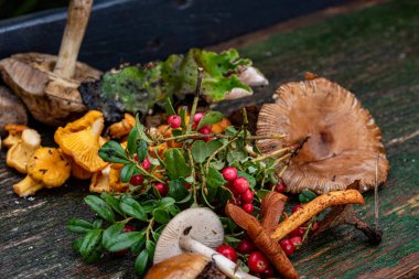 Yaban mantarlı sakin hayat, sonbahar kış yemekleri için mantar toplama zamanıdır, sonbahar hasat zamanıdır.