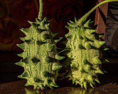 Close-up view of Kiwano fruit, Cucumis metuliferus, commonly called African Horned Cucumber, autumn harvest time clipart