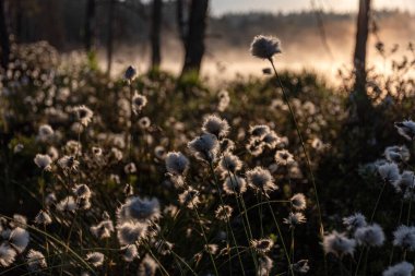 Cotton grass is a genus of sedges, they are common in northern hemisphere temperate swamps and tundra, wet forests, Eriophorum vaginatum, fog background clipart