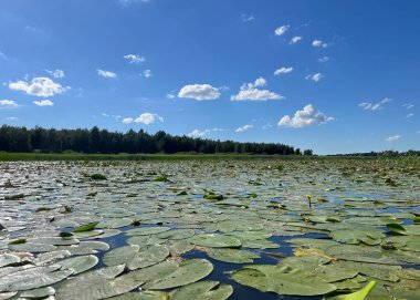 Renkli yaz manzarası, güzel göl bitkileri, sahildeki ağaçlar, su bitkisi yaprakları, yaz